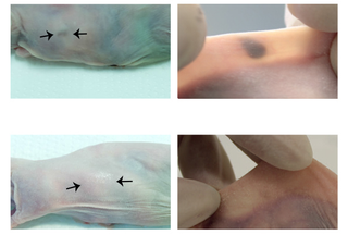 In the top row, hypercalcemic mice display the “tattoo.” In the bottom row, mice without the condition do not.